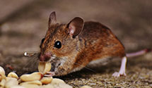24 Hour & Emergency Exterminators in Gibbsonville, ID